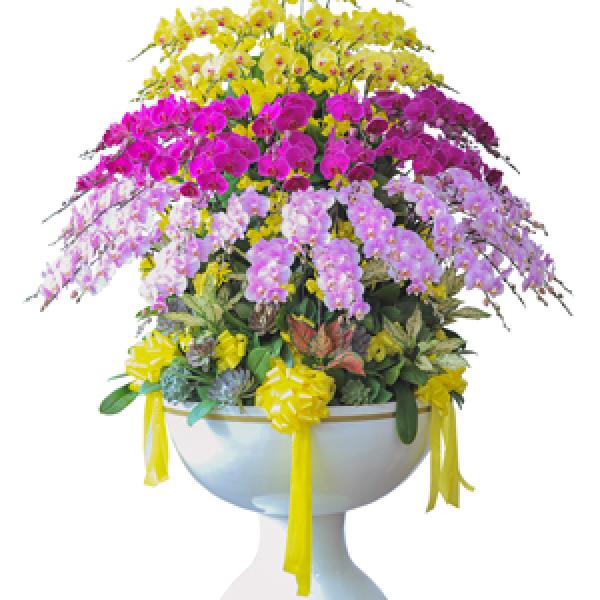 Lan hồ điệp - Chậu hồ điệp mix màu 100 cành - 16063