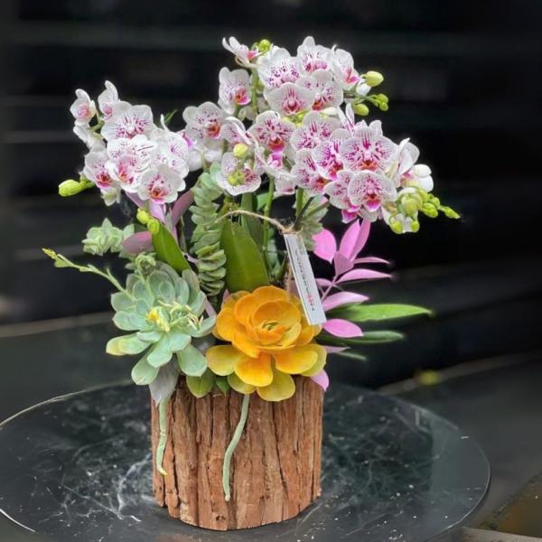 Chậu lan hồ điệp Diamond Mist Orchid